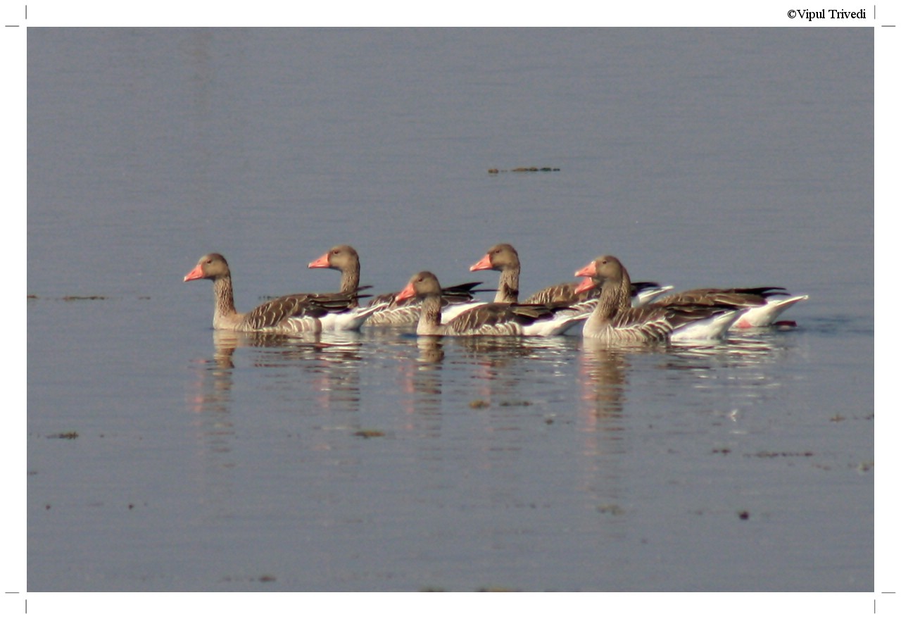 Greylag Goose